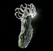 ARBOR VITAE, CZECH MOLDAVITE STERLING SILVER PENDANT - MOLDAVITE JEWELLERY