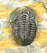 TRILOBIT, VLTAVÍN, GLYPTIKA - VLTAVÍNY