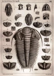 TRILOBIT - FOSSIL HUNT, PALEONTOLOGICKÉ TRIČKO PÁNSKÉ - TRIČKA PÁNSKÁ{% if kategorie.adresa_nazvy[0] != zbozi.kategorie.nazev %} - OBLEČENÍ{% endif %}