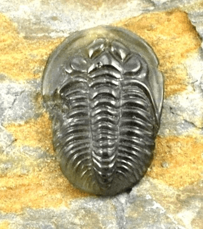 TRILOBIT, VLTAVÍN, GLYPTIKA