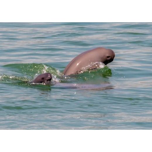 ORIS AQUIS DATE 43,5 MM YANGTZE JIANGTUN LIMITED EDITION 01 733 7789 4197-SET - AQUIS - ZNAČKY