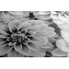 Obraz jemné rozkvitnuté dálie v čiernobielom prevedení