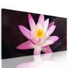 Obraz nádherný ružový lotosový kvet