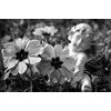 Obraz anjel na rozkvitnutej lúke v čiernobielom prevedení