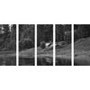 5-dielny obraz ukľudnujúca príroda v čiernobielom prevedení