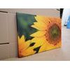 Obraz detail slnečnice