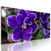 Obraz kvitnúca fialka