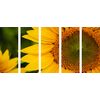 5-dielny obraz detail slnečnice