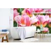 Fototapeta ružovo sfarbené tulipány