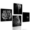Set obrazov africké zvieratá v čiernobielom prevedení