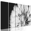 5-dielny obraz nádherný detail púpavy v čiernobielom prevedení
