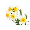 Obraz jemné jarné narcisy
