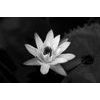 Tapeta tajomný kvet lekna v čiernobielom prevedení