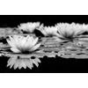 Samolepiaca fototapeta okúzľujúci kvet lotosu v čiernobielom prevedení