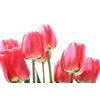 Fototapeta elegantné tulipány