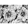 Obraz rozkvitnuté dálie v čiernobielom prevedení