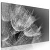Obraz detail púpavy v čiernobielom prevedení
