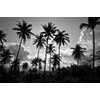 Obraz kokosové palmy v žiare slnka v čiernobielom prevedení
