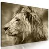 Obraz nádherný lev v sépiovom prevedení