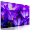Obraz nádherný purpurový šafrán