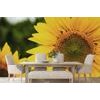 Samolepiaca fototapeta krásna slnečnica