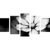 5-dielny obraz jedinečný kvet krasuľky v čiernobielom prevedení