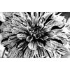 Originálna samolepiaca fototapeta fascinujúca dália v čiernobielom prevedení