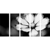 5-dielny obraz jedinečný kvet krasuľky v čiernobielom prevedení