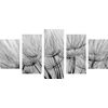 5-dielny obraz presný detail púpavy v čiernobielom prevedení