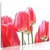 Obraz elegantné tulipány