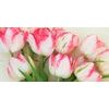Obraz nádherné rozkvitnuté tulipány