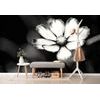 Samolepiaca fototapeta osamelý kvet krasuľky v čiernobielom prevedení