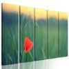 5-dielny obraz osamelý vlčí mak na lúke