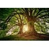 Samolepiaca fototapeta čaro mohutných stromov