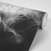 Jedinečná samolepiaca fototapeta detailná púpava v čiernobielom prevedení