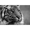 Obraz majestátny tiger v čiernobielom prevedení