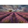 Samolepiaca fototapeta nekonečné levanduľové pole