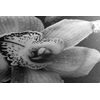 Obraz čiernobiely kvet orchidei