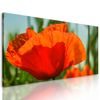 Obraz nádherný mak