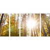 5-dielny obraz slnko v korunách stromov