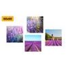 Set obrazov krásne levanduľové polia