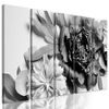 5-dielny obraz pôvabné ružové pivónie v čiernobielom prevedení