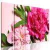 5-dielny obraz pôvabné ružové pivónie