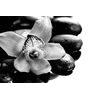 Samolepiaca fototapeta detail tropickej orchidey v čiernobielom prevedení