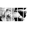 5-dielny obraz čiernobiely kvet orchidei