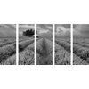 5-dielny obraz pole plné levandule v čiernobielom prevedení