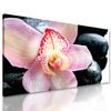 Obraz ružový kvet orchidei medzi wellness kameňmi
