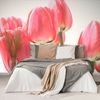 Samolepiaca fototapeta elegantné tulipány