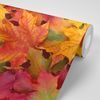 Zaujímavá samolepiaca fototapeta jesenné listy
