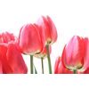 Obraz elegantné tulipány